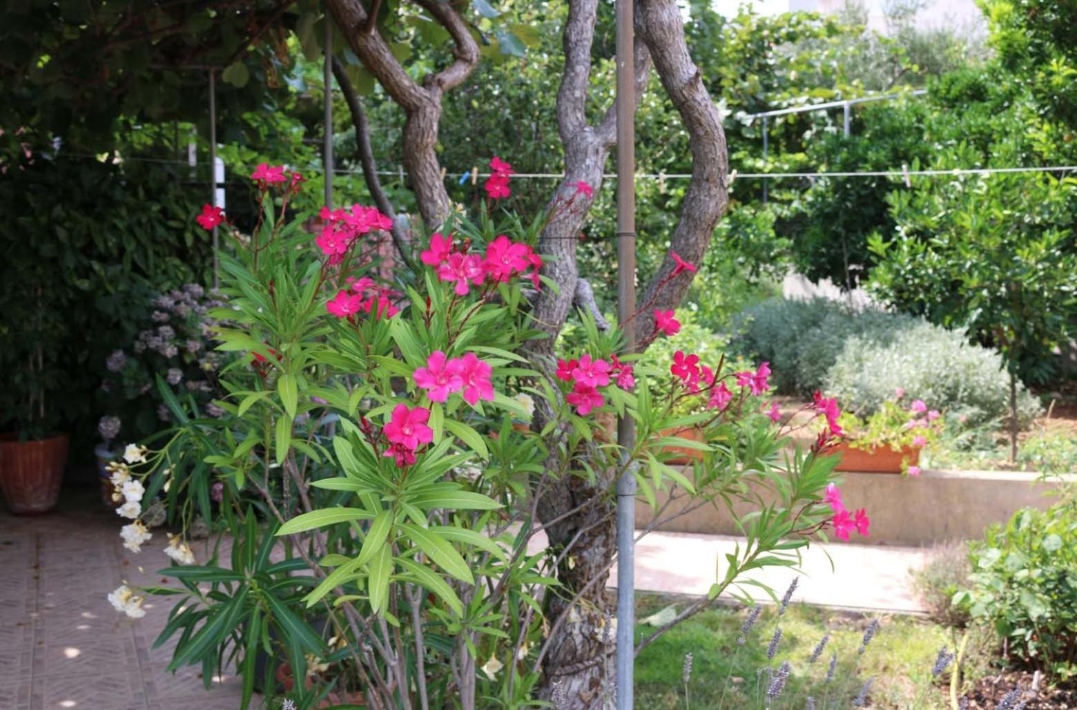 Villa Katarina Losinj Island Mali Lošinj Eksteriør bilde